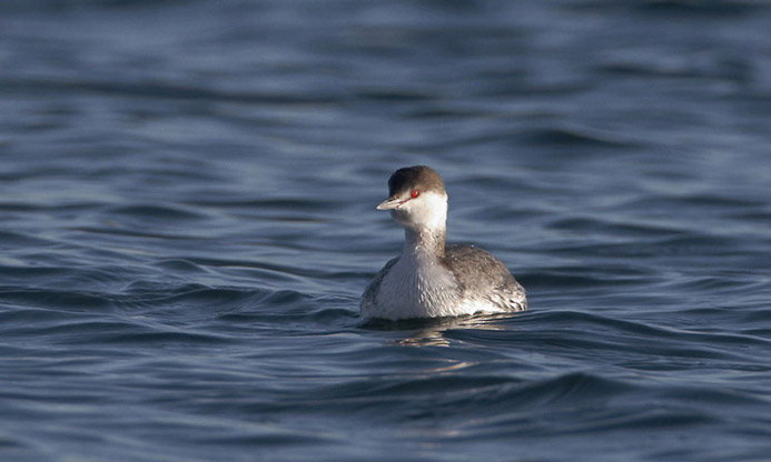 grebe01