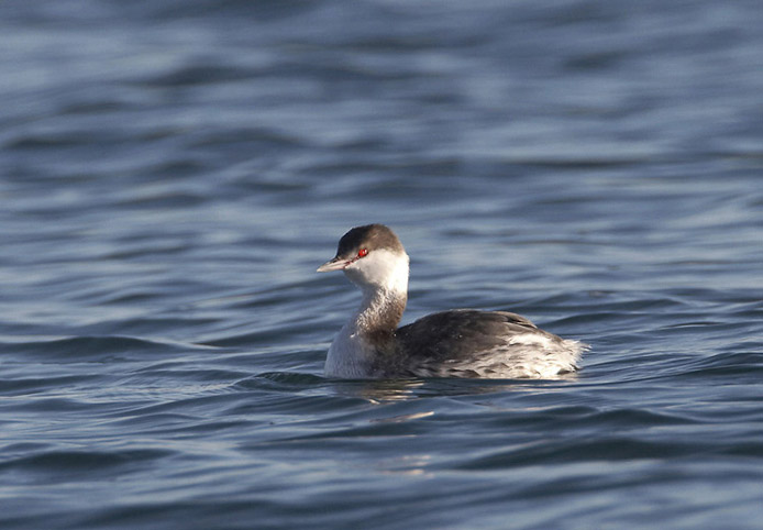 grebe02