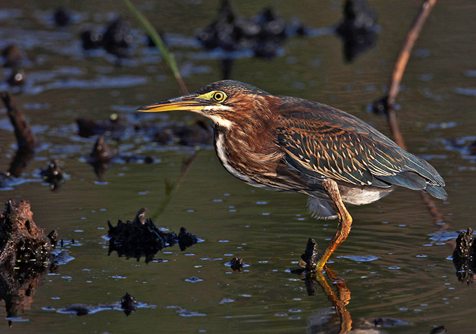 greenheron07