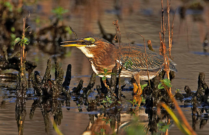 greenheron08