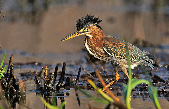 greenheron10