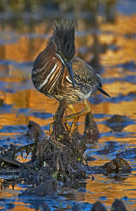 greenheron11