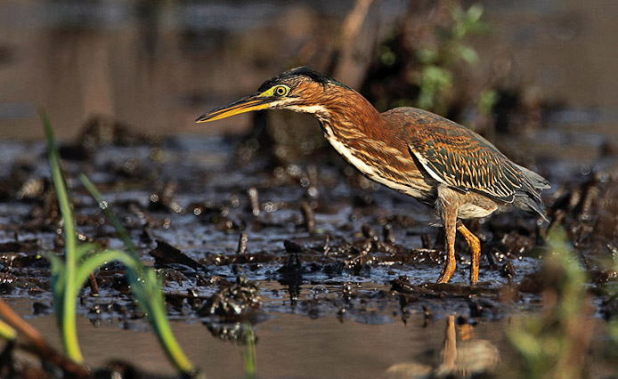 greenheron12