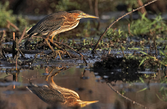 greenheron13