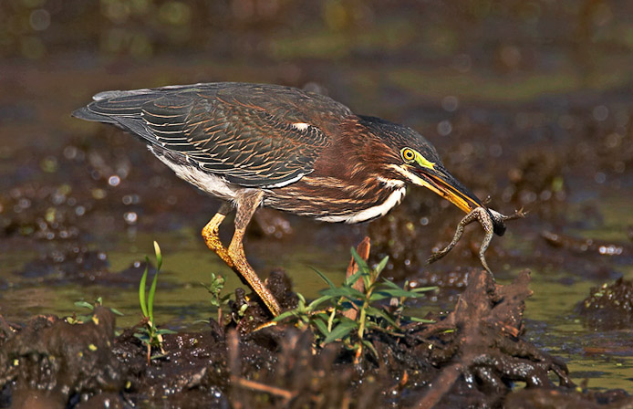 greenheron14a