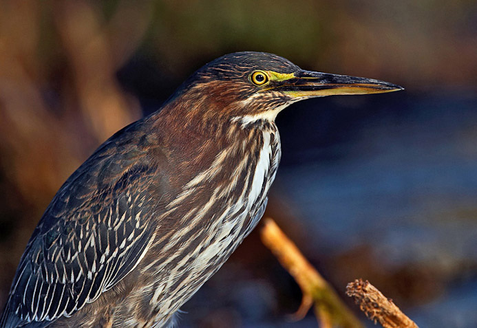 greenheron15