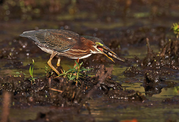 greenheron16