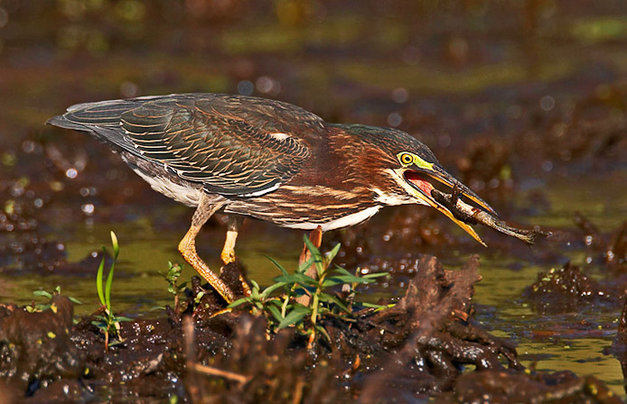 greenheron16A