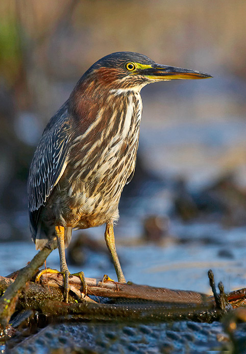 greenheron17a