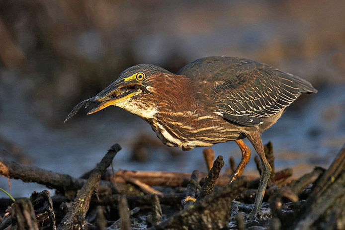 greenheron18