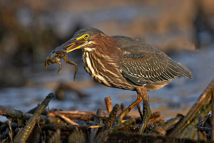 greenheron20