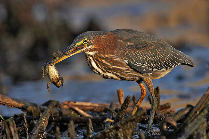 greenheron22