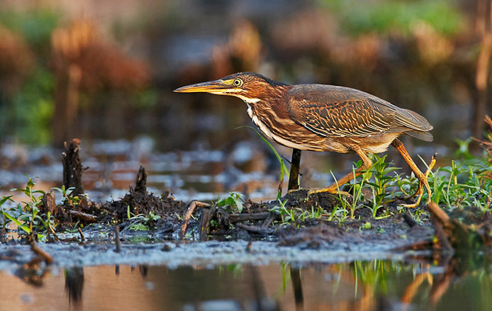 greenheron25