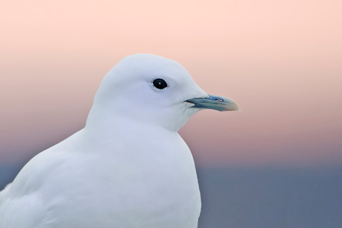 ivorygull1