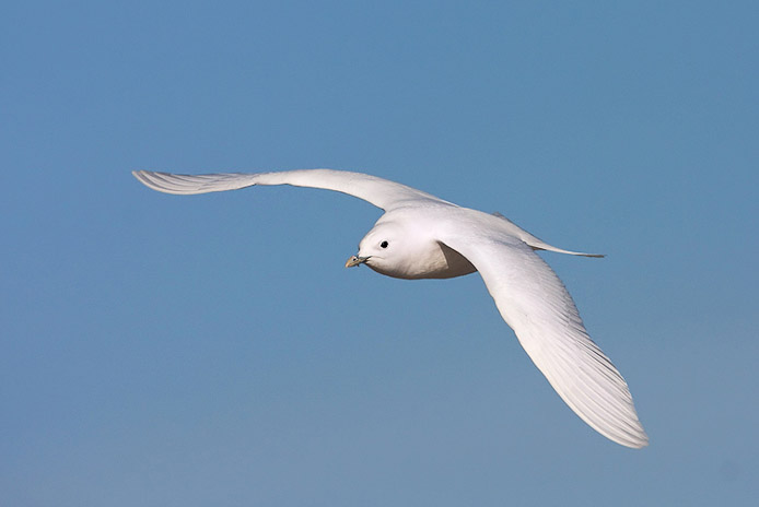 ivorygull10