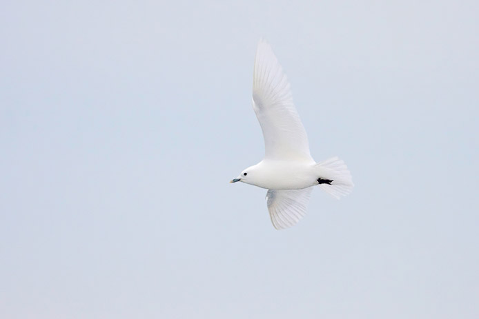 ivorygull3