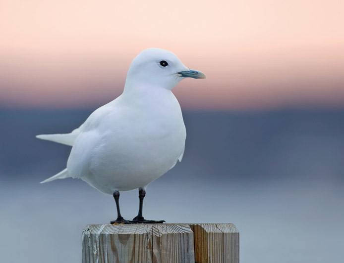 ivorygull4