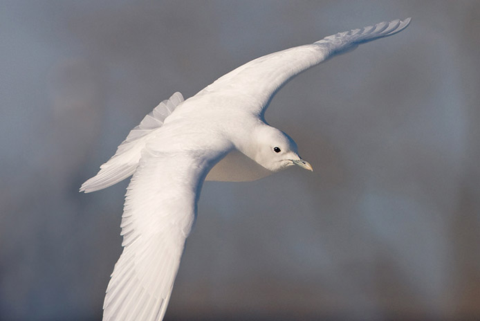 ivorygull6