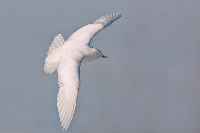 ivorygull7