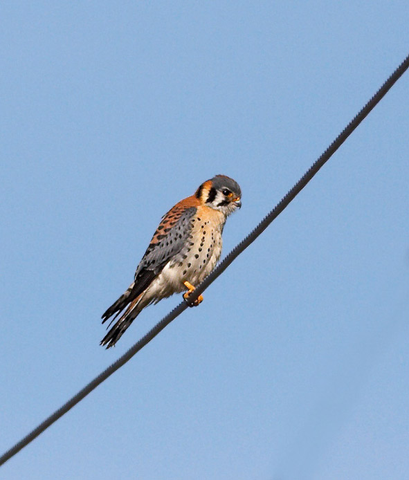 kestrel