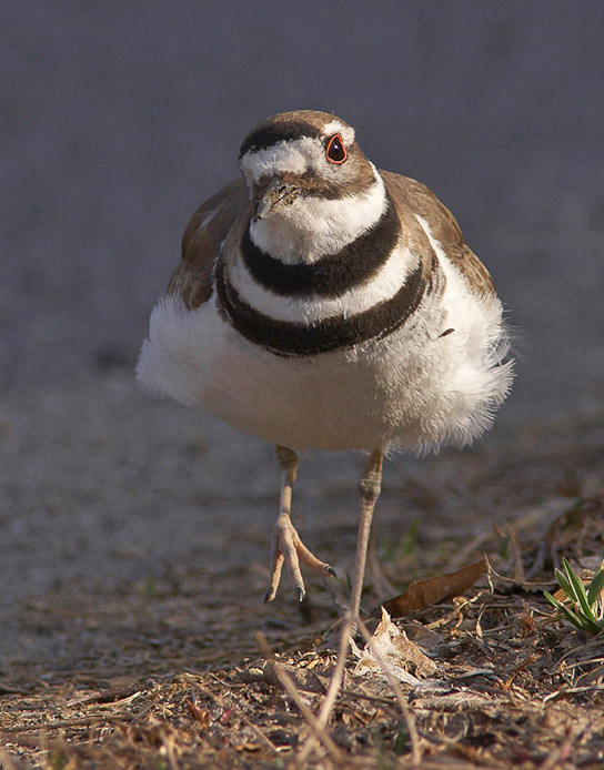 killdeer04