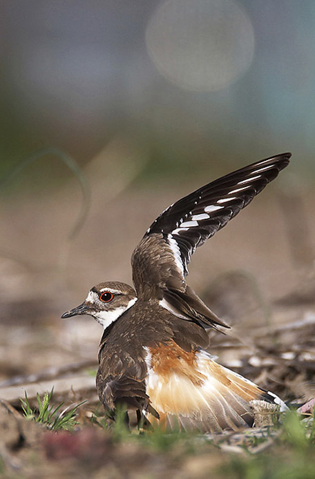 killdeer06