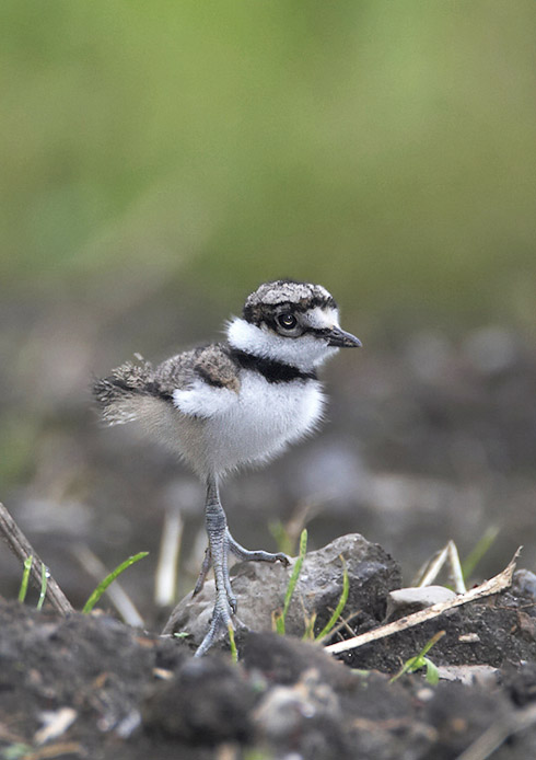 killdeer07