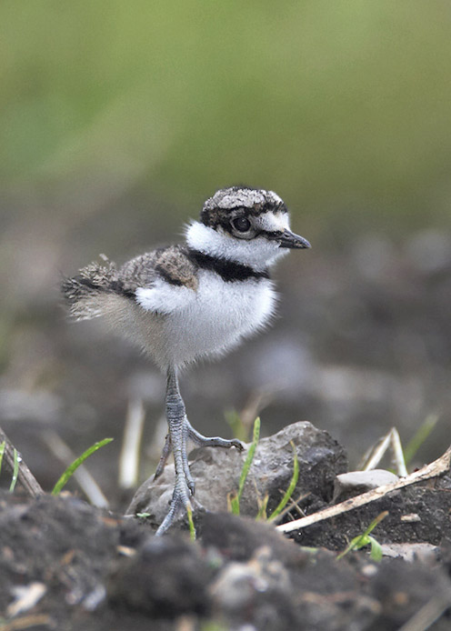 killdeer07aa