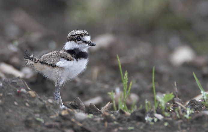 killdeer08