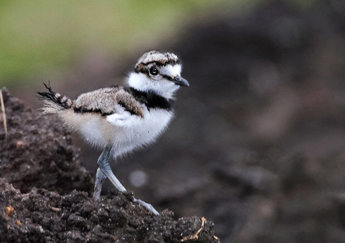 killdeer09