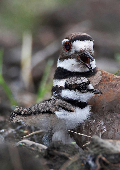 killdeer10