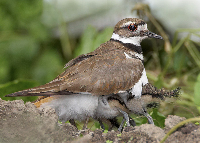 killdeer11