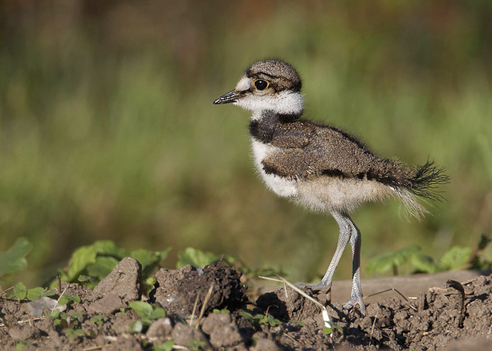 killdeer13