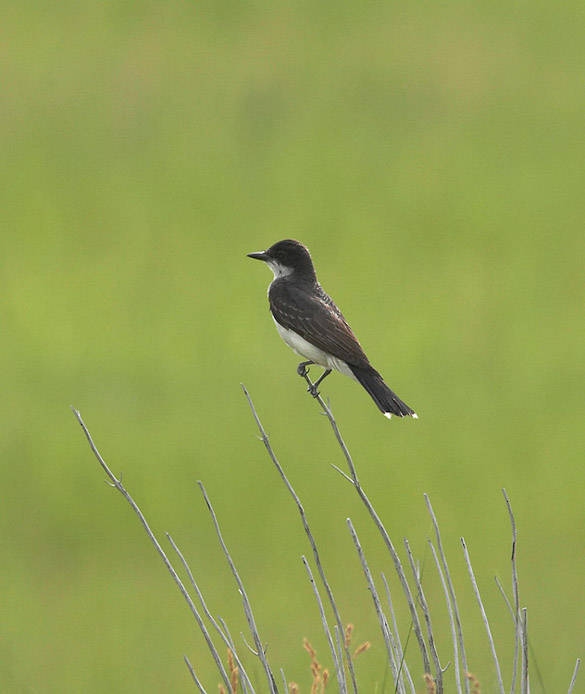 kingbird01