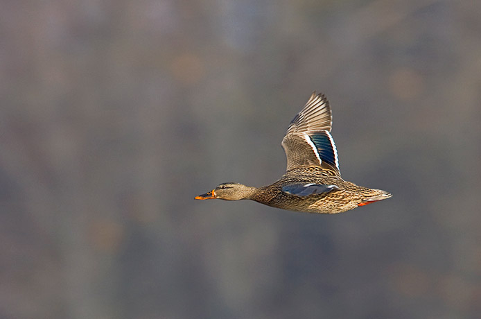 mallard06