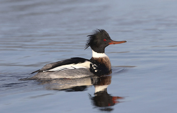 merganser06