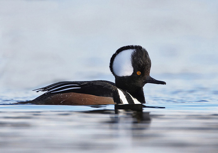 merganser09