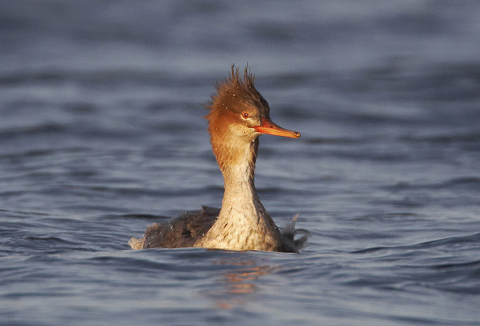 merganser11