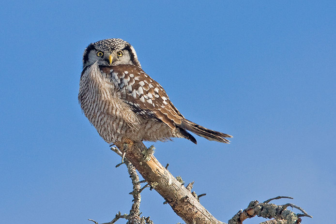 nhawkowl6