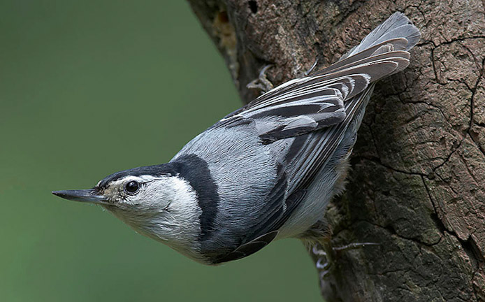 nuthatch2