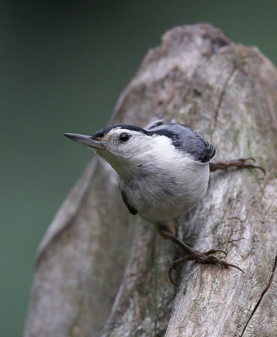 nuthatch3