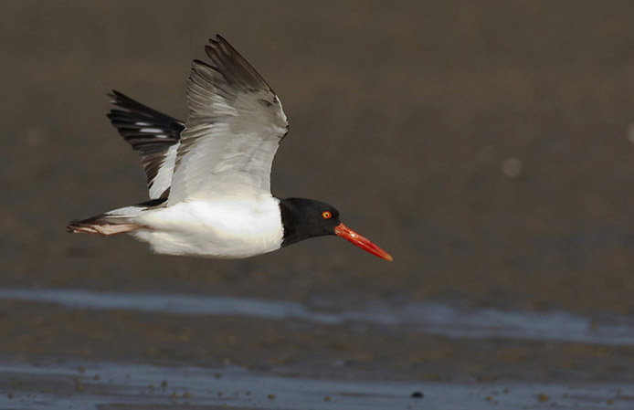 oystercatcher03