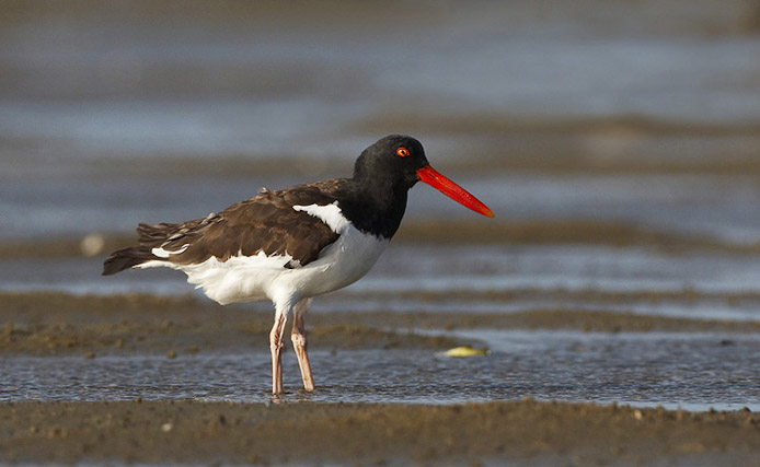 oystercatcher06