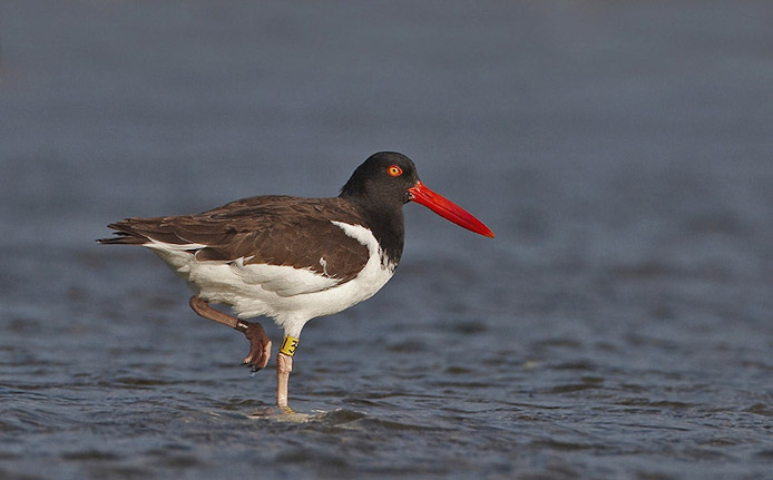 oystercatcher07