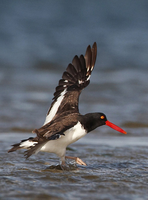 oystercatcher10