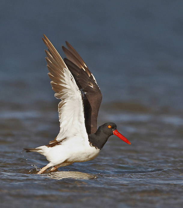 oystercatcher12