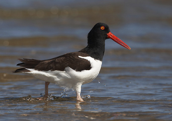 oystercatcher13