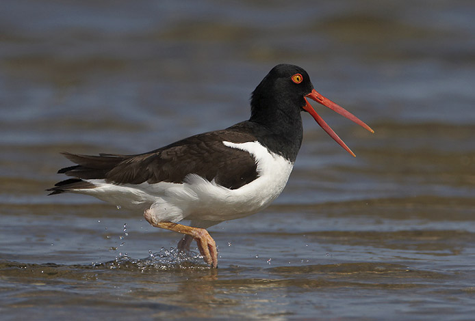 oystercatcher14