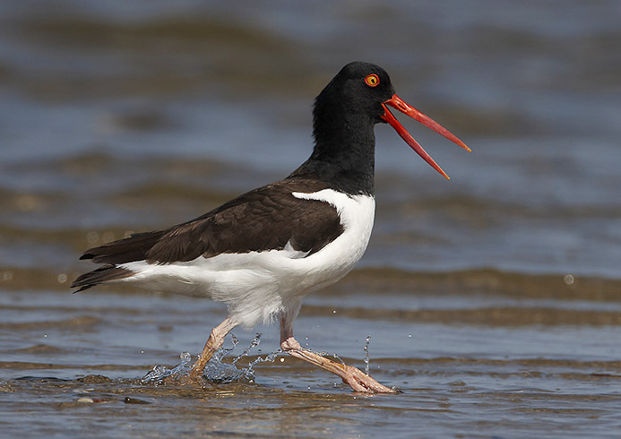 oystercatcher15