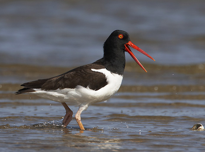 oystercatcher16